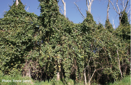 Image - Banana passionfruit covering trees