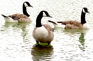 Image - Canadian Goose