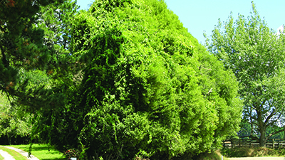 Image - Climbing spindleberry