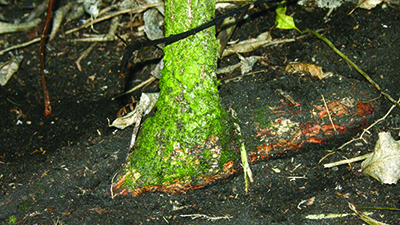 Image - Climbing spindleberry