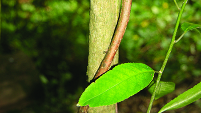 Image - Climbing spindleberry