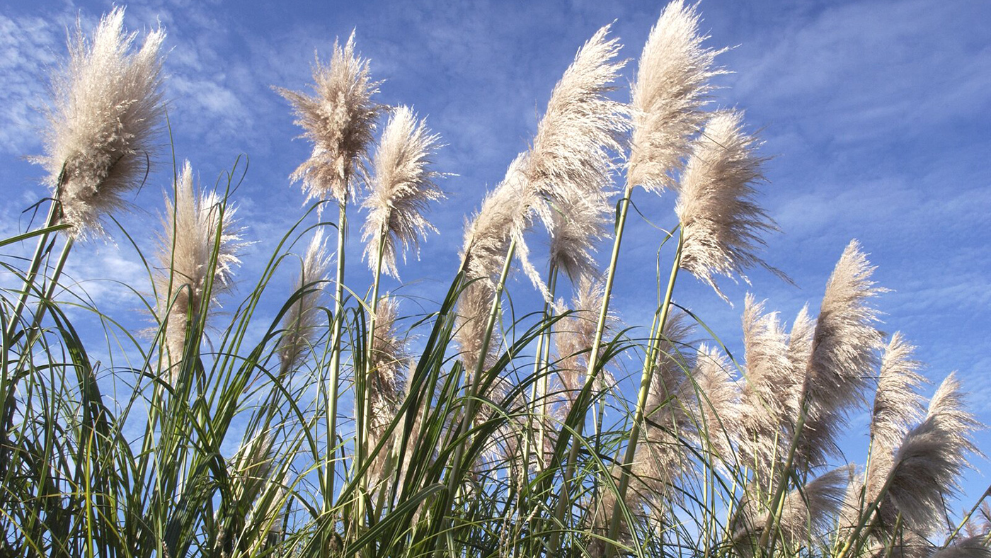 Read or download a factsheet on Pampas