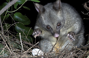 Image - Possum