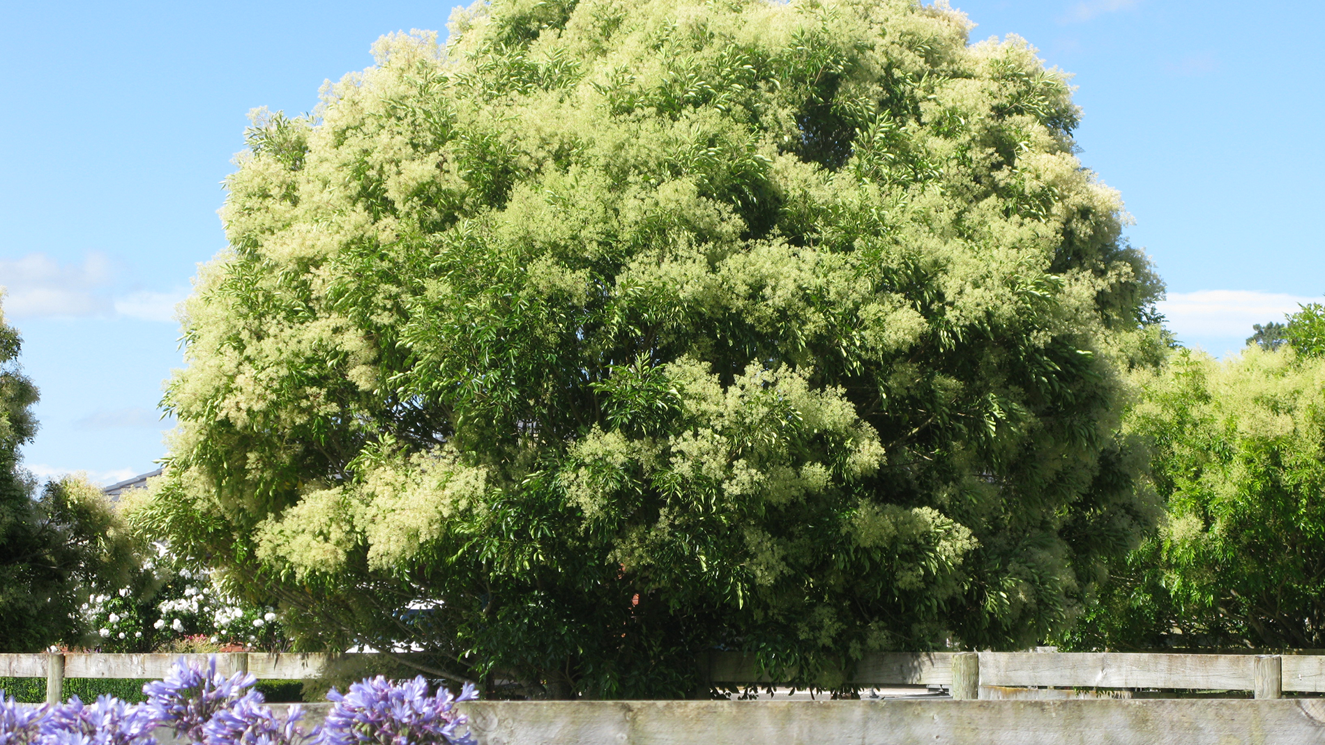 PRIVET: It's summer allergy season, and privet trees often get blamed as the cause of symptoms. However, they are not usually responsible.