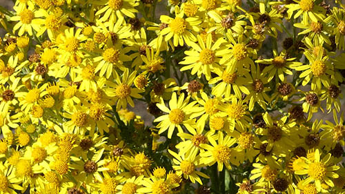 Ragwort