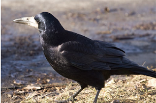 Image - Rooks