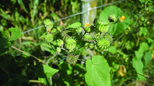 Velvetleaf