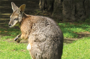 Image - Wallaby