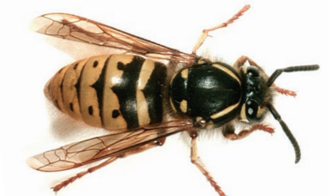 Image - wasps