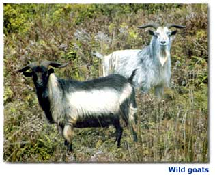 Image - Wild goats