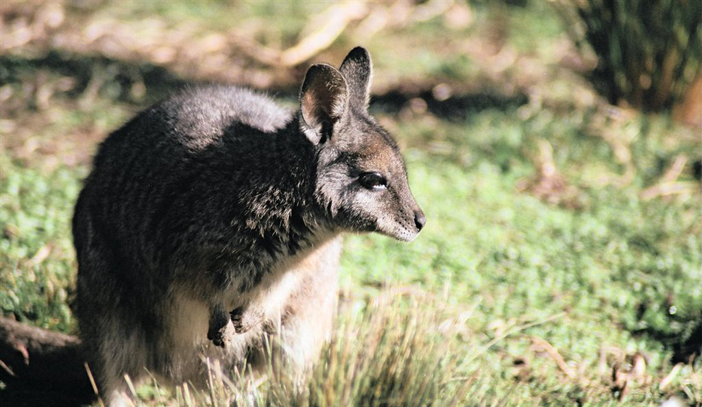 Image -  wallaby