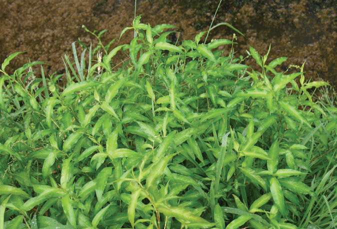 Image of Willow weed Persicaria maculosa)