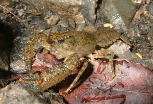 Small northern freshwater kōura