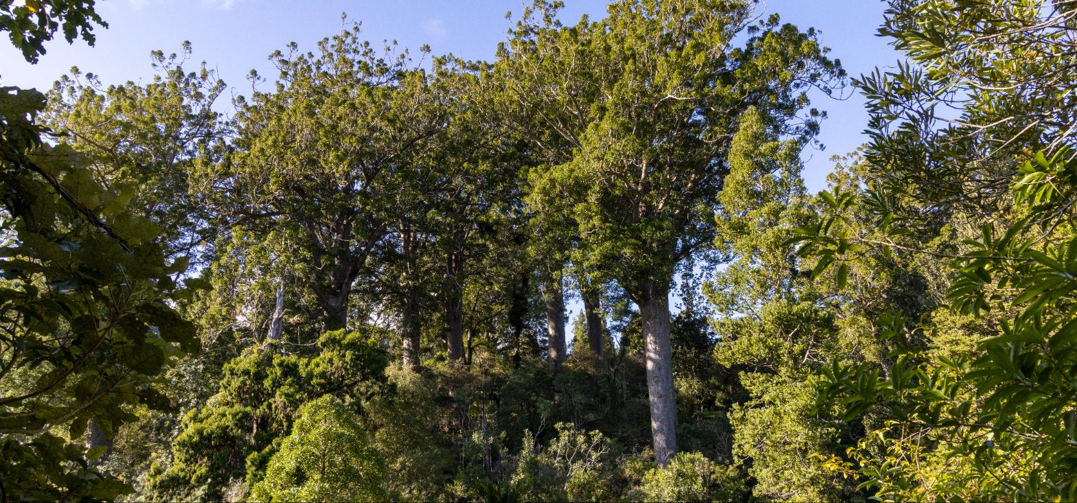 A grove of tall kauri trees rising above the surrounding forest canopy under a clear blue sky