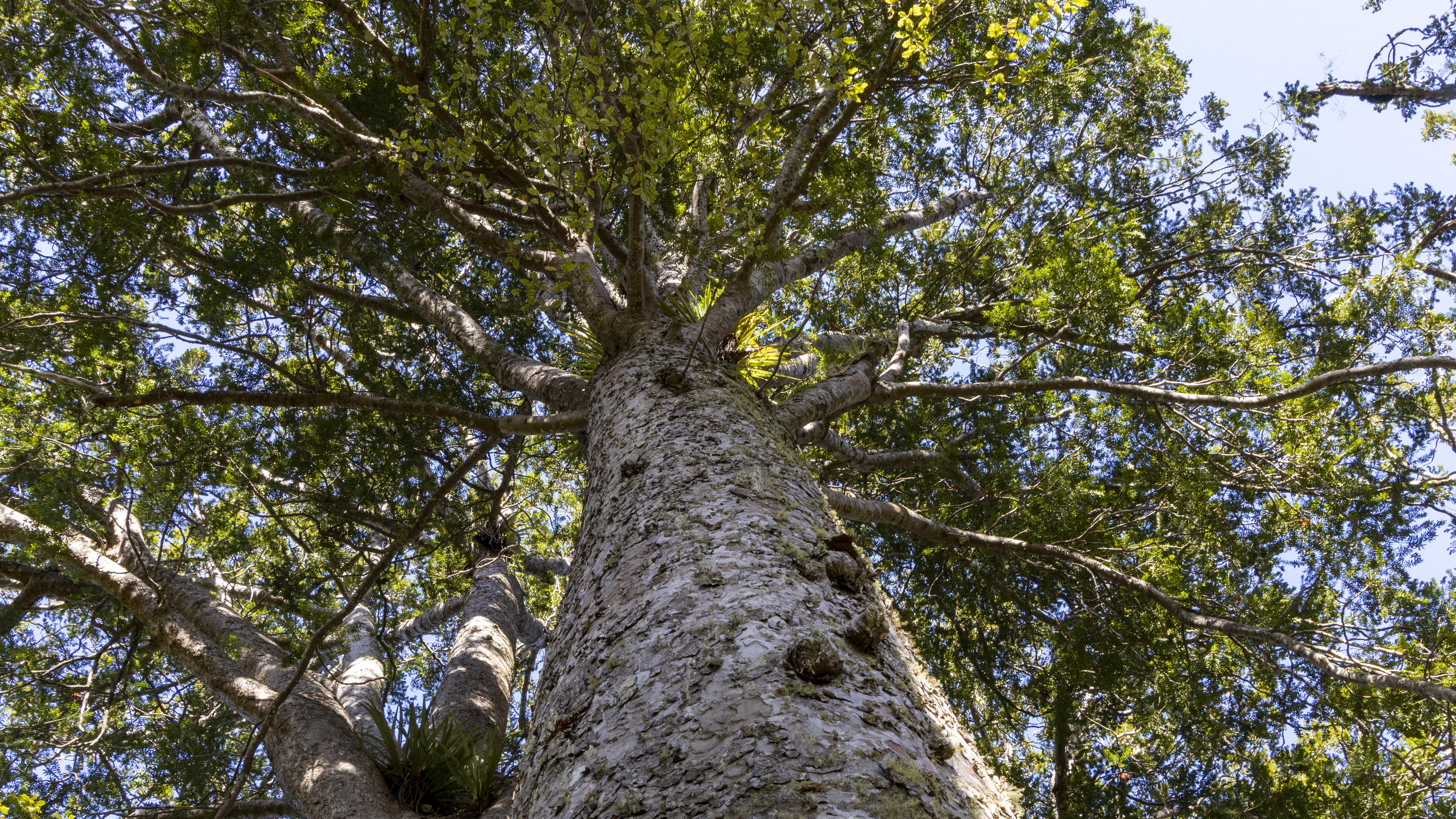 Volunteers protecting kauri trees at Karāpiro