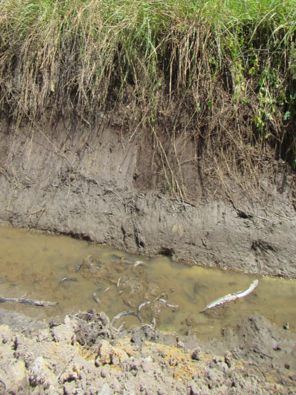 Dead eels in the excavated stream.