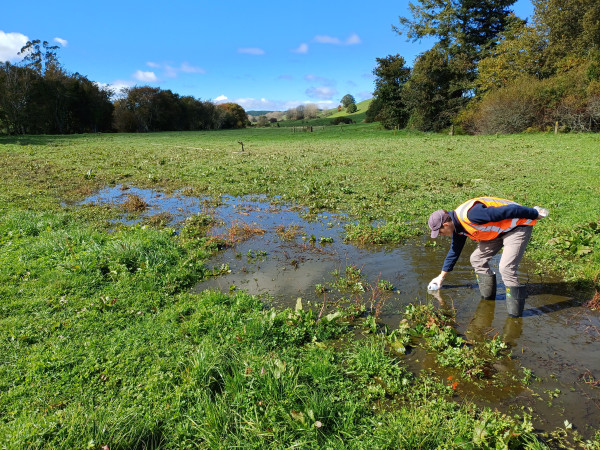 Council officer obtaining a sample of ponded dairy effluent in a paddock