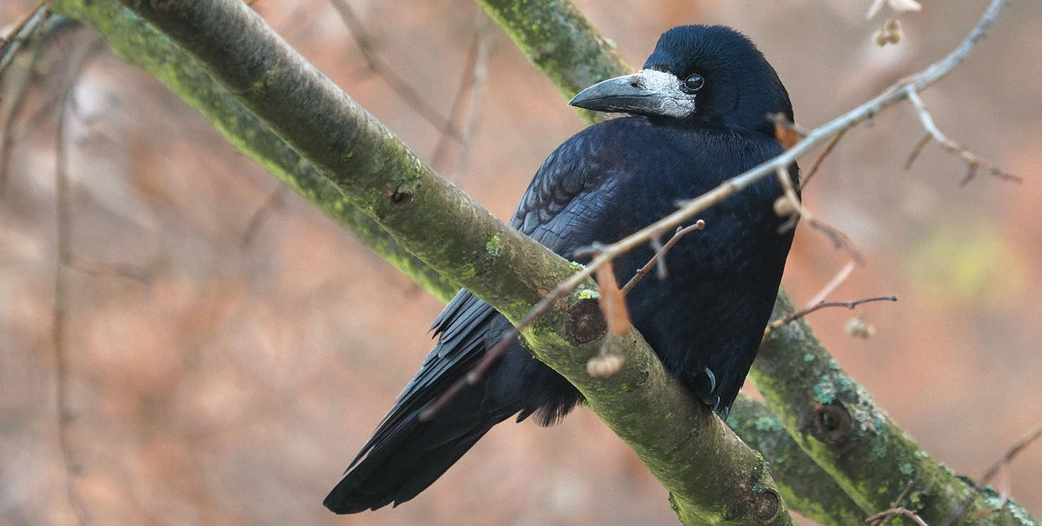 Image - Rooks